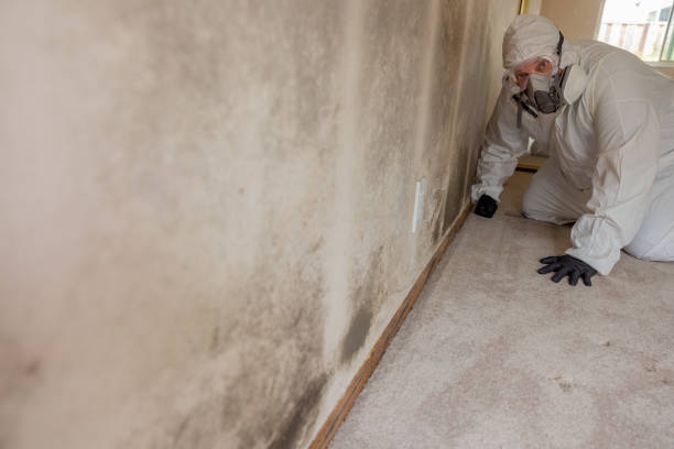 Best Attic Mold Removal  in Erlanger, KY